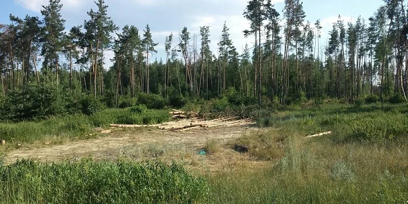 Равновесие лесная ул 26 село ямное фото Идеи на выходные. Куда сходить и что посмотреть в Воронеже с 12 по 14 ноября? Об