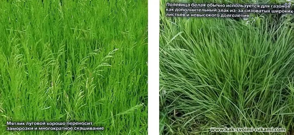 Райграс пастбищный семена фото Do-it-yourself lawn - the choice of herbs and the type of lawn, caring for it Wi