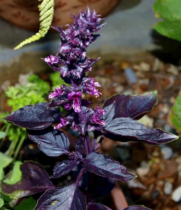 Райхон трава фото Légumes en fleurs - basilic Цветение, Растения, Огород