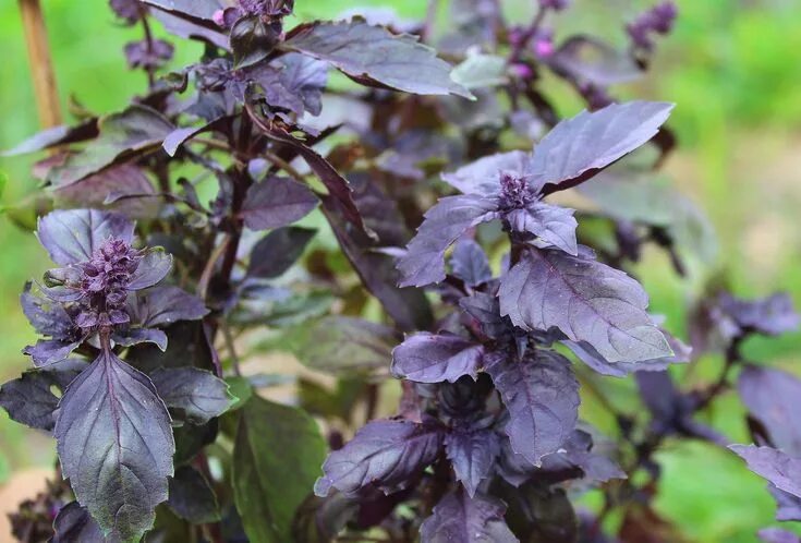 Райхон трава фото Albahaca Morada: Una flor preciosa con fragancia y sabores intensos Базилик, Шал