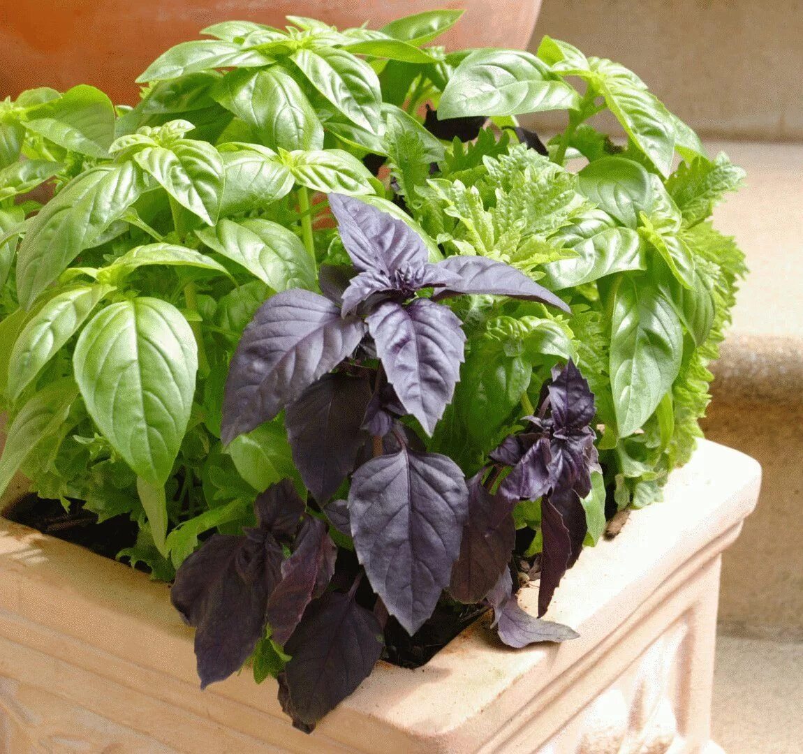 Райхон трава фото базилик Mosquito repelling plants, Edible garden, Growing basil indoors