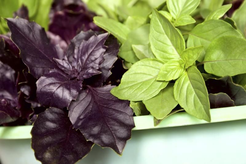 Райхон трава фото How to Grow Purple Basil eHow Basil plant, Types of basil, Vegetable garden fert