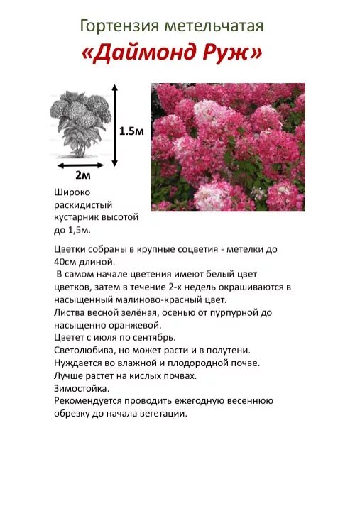 Раймонд руж гортензия метельчатая фото и описание Index of /collect/gartenzia