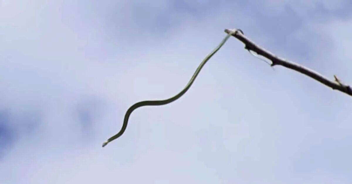 Райская летающая змея фото Flying Snakes Are Now A Thing Because 2020 Just Won’t Quit