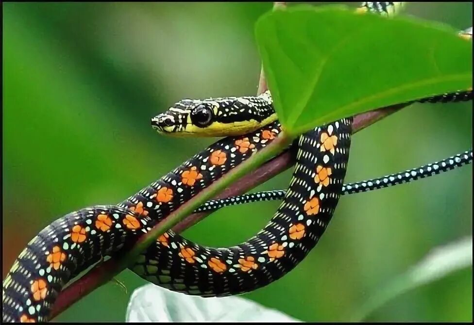 Райская летающая змея фото Paradise Flying Snake (Chrysopelea paradisi) Snake illustration, Snake, Reptiles