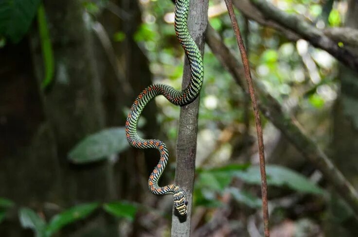 Райская летающая змея фото How Snakes Fly (Hint: It's Not On A Plane) Snake, Pet hacks, Reptiles pet