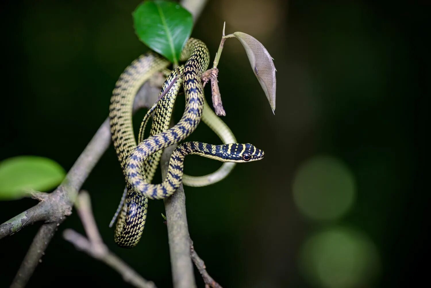 Райская летающая змея фото Golden tree snake (Chrysopelea ornata)