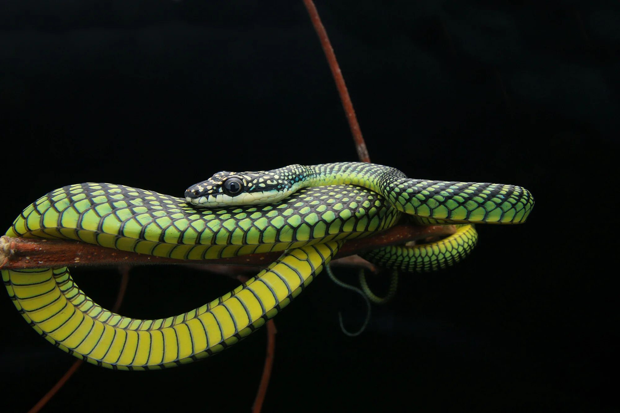 Райская летающая змея фото Mystery of how flying snakes move is solved by scientists