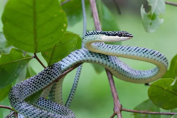 Райская летающая змея фото Golden tree snake Beautiful snakes, Snake, Golden tree