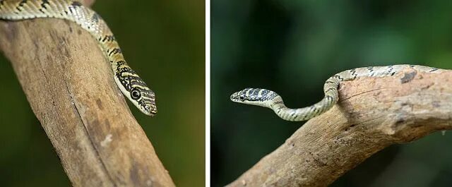 Райская летающая змея фото Летающая змея острова Шри-Ланка (Chrysopelea taprobanica) Snake, Animals