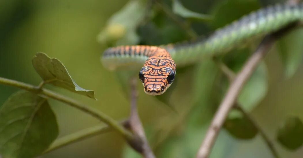 Райская летающая змея фото How Do Flying Snakes Glide Through the Air? 'It’s Hard to Believe' - The New Yor