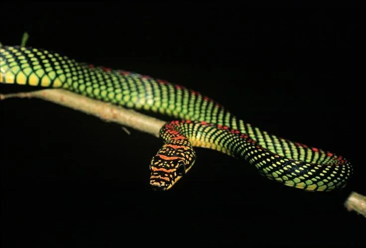 Райская летающая змея фото In Images: A Flying Snake of Southeast Asia Snake photos, Snake, Snake gift