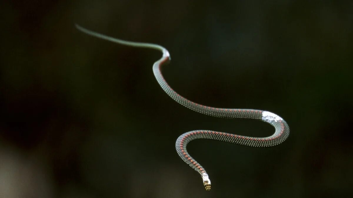 Райская летающая змея фото How Snakes Can "Fly"