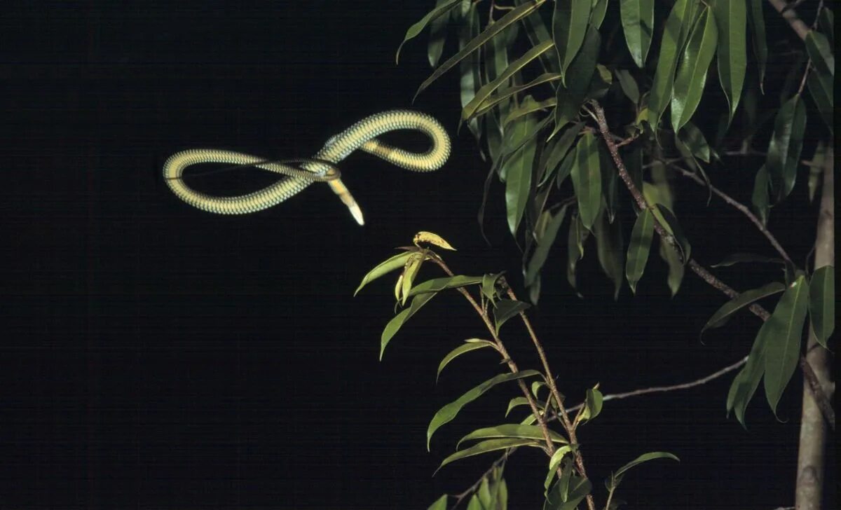 Райская летающая змея фото Flying Snake Morphs into UFO Shape to Glide Snake, Air image, Science nature