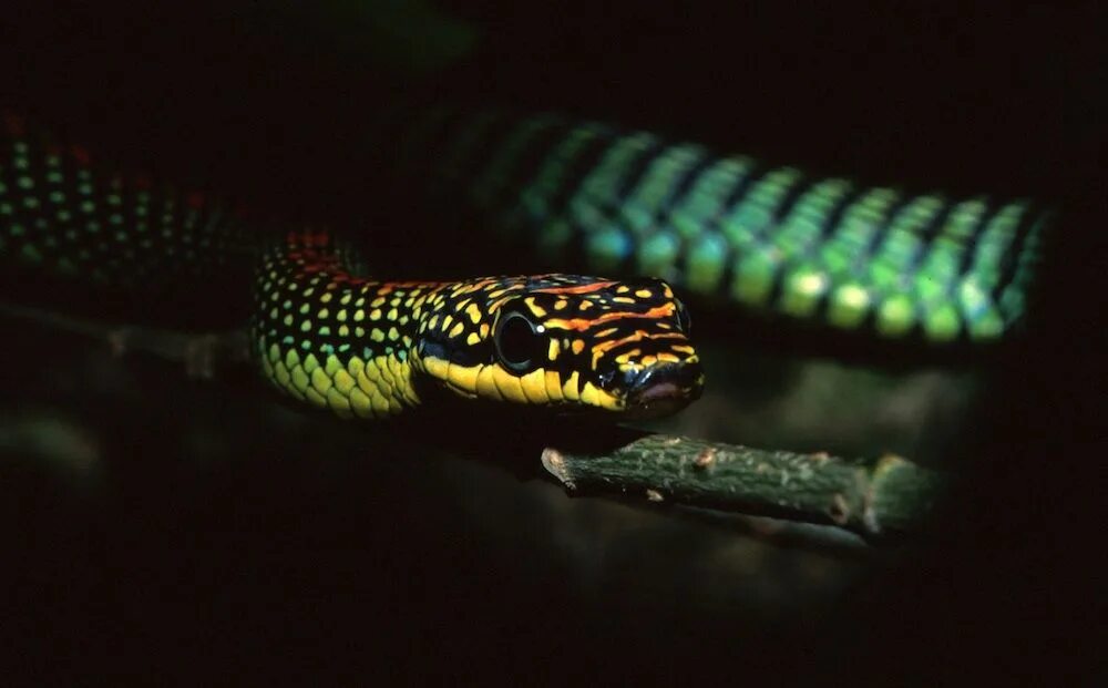 Райская летающая змея фото In Images: A Flying Snake of Southeast Asia Snake, Southeast asia, Southeast