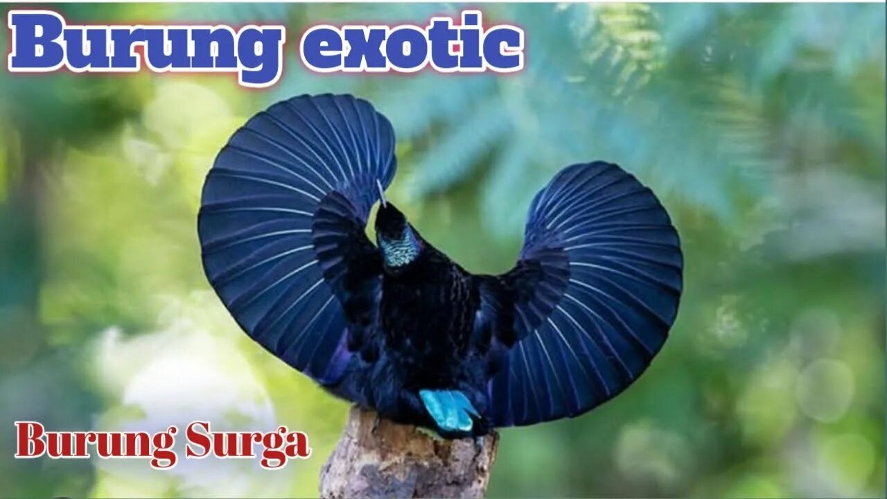 Райская птица фото Burung exotic bisa joget...siapa yang tau burung apa ini.. - YouTube