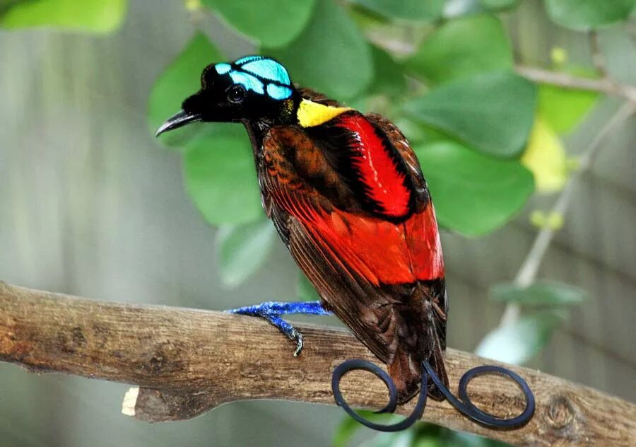 Райская птица фото Файл:Wilson's Bird of Paradise Best.jpg - Вікіпедія