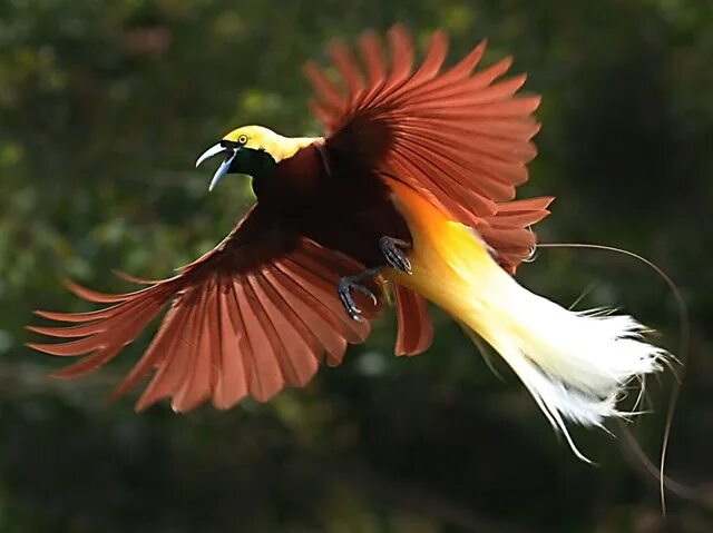 Райская птица фото Cendrawasih (Bird of Paradise), Yapen Island, Papua. Cendrawasih species are nat