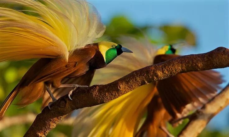 Райская птица фото hotos by @TimLaman. Here are a few more of my favorite Bird-of-Paradise images n