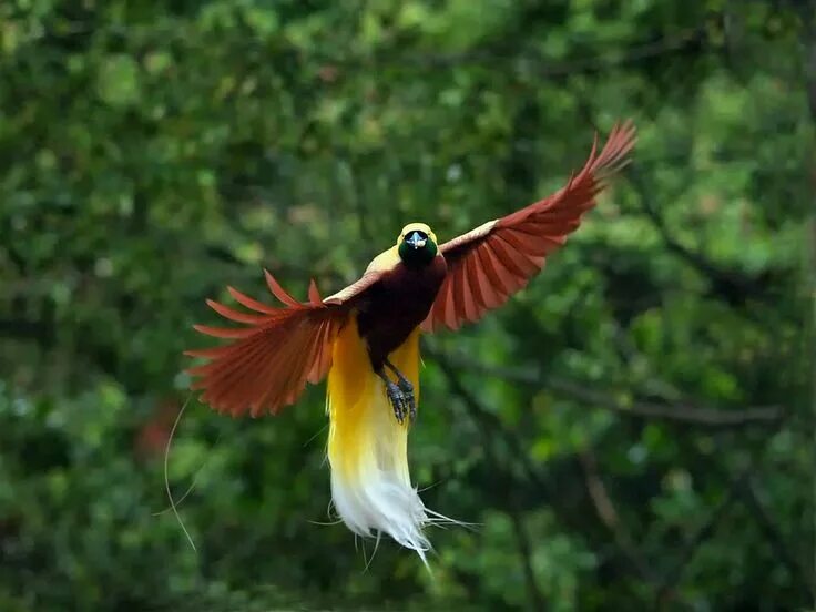 Райская птица фото Spread your wings and fly away by EN Nugroho / 500px Birds of paradise, Beautifu