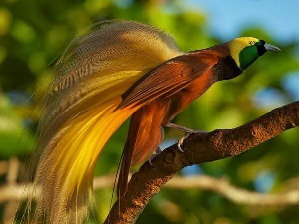 Райская птица фото bird of paradise animal - Google Search Colorful birds, Most beautiful birds, Be