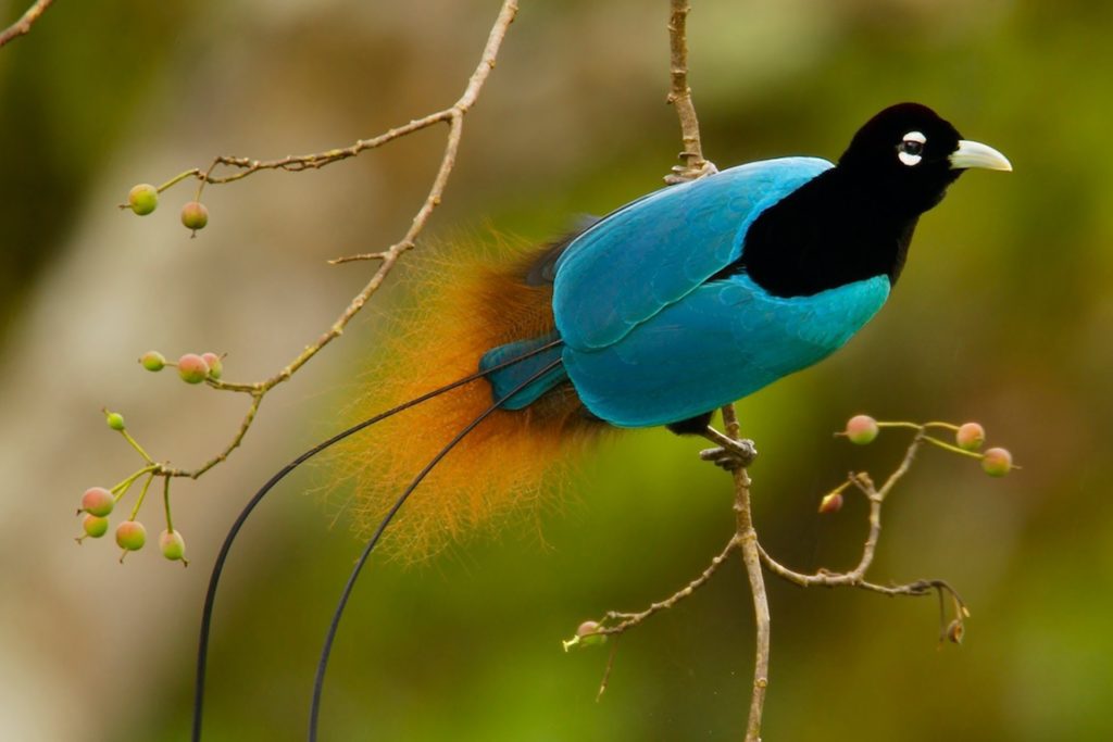 bird of paradise animal - Google Search Colorful birds, Most beautiful birds, Be