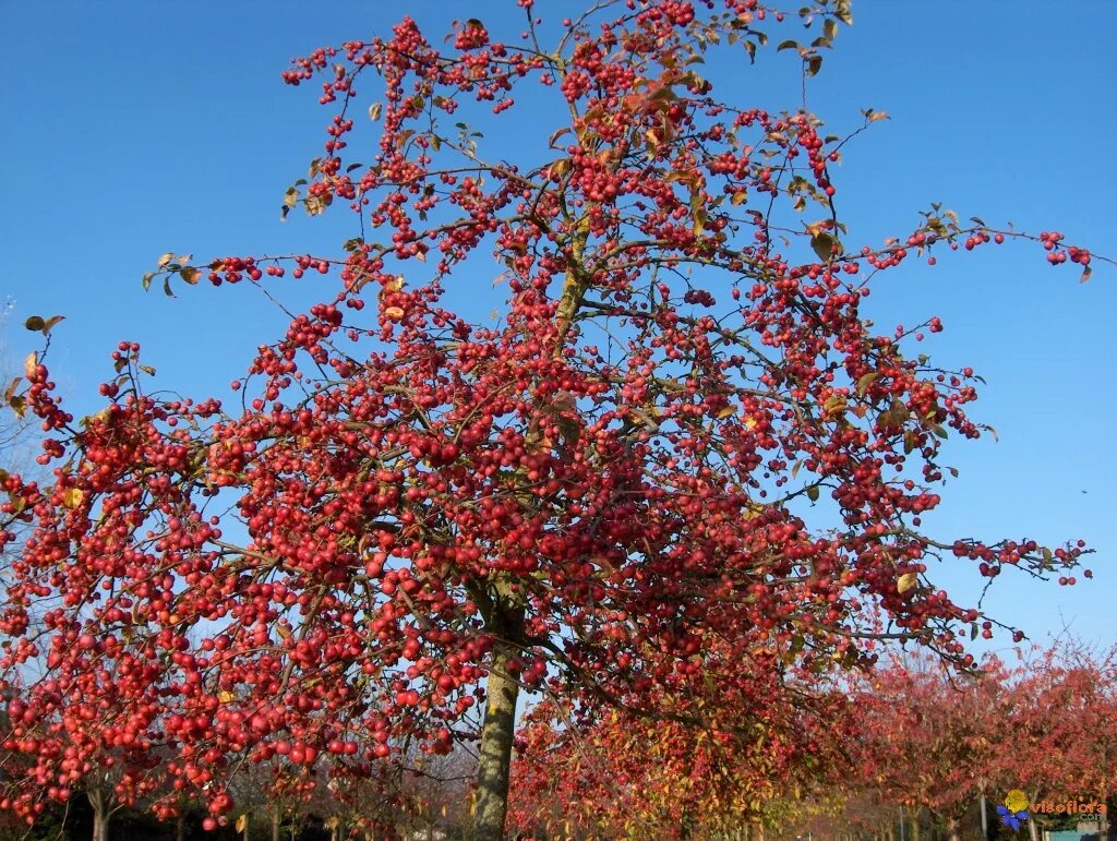 Райская яблоня фото Photo : Malus Everest