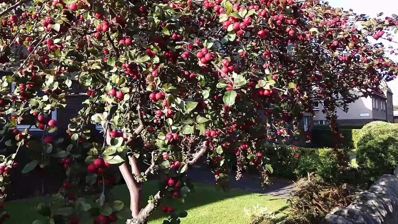 Райская яблоня фото Райские Яблочки SCOTLAND/CRAB APPLE TREE EDINBURGH - YouTube