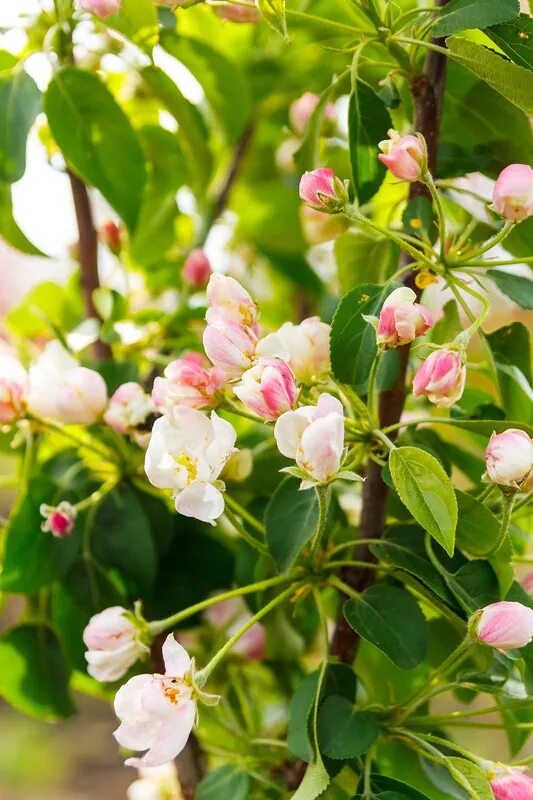 Райская яблоня фото Яблоня карликовая, Райская яблоня. Malus pumila, Malus paradisiaca PLANTE.md