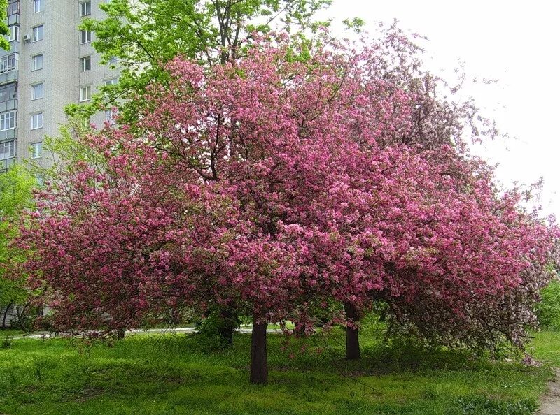 Райская яблоня фото Яблоня райская Купить саженцы яблони в Крыму. Цена в Симферополе