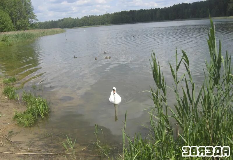 Райские медовые молочные озера фото детям Благоустройство озера Молочное в Гродненском районе начнется уже в этом году zvi