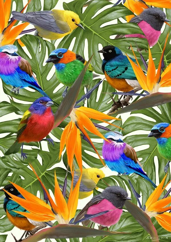 Pin by Lauren Miller on Oil painting Birds, Colorful birds, Exotic birds