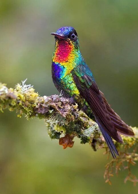 Райские птицы фото красивые и яркие Fiery-throated Hummingbird, (Panterpe insignis), found only in the highlands of 