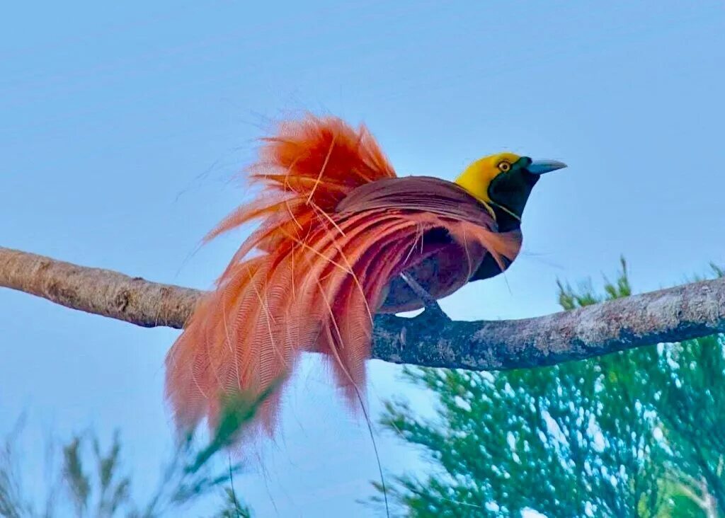 Райские птицы фото с названиями Pin on Birds of Paradise (Paradisaeidae)