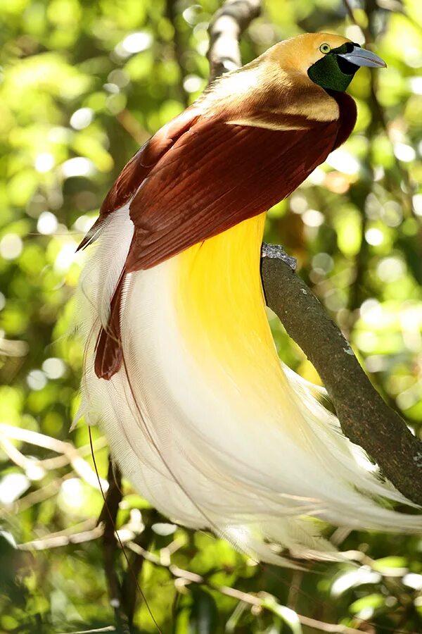 Райские птицы фото с названиями Lesser bird-of-paradise - Wikipedia