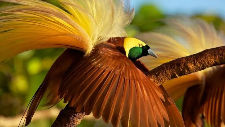 Райские птицы фото с названиями bird of paradise, bird, 4k (horizontal)