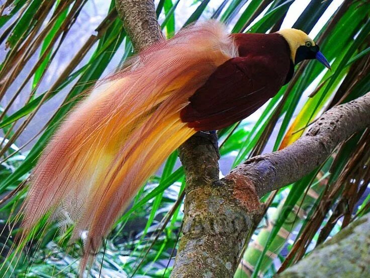 Райские птицы фото с названиями Самые красивые птицы (Топ-25) Exotic birds, Beautiful birds, Most beautiful bird