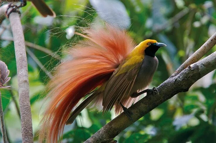 Райские птицы фото с названиями Goldies Bird of Paradise, New Guinea. Quite the funny bird! Birds of paradise, B