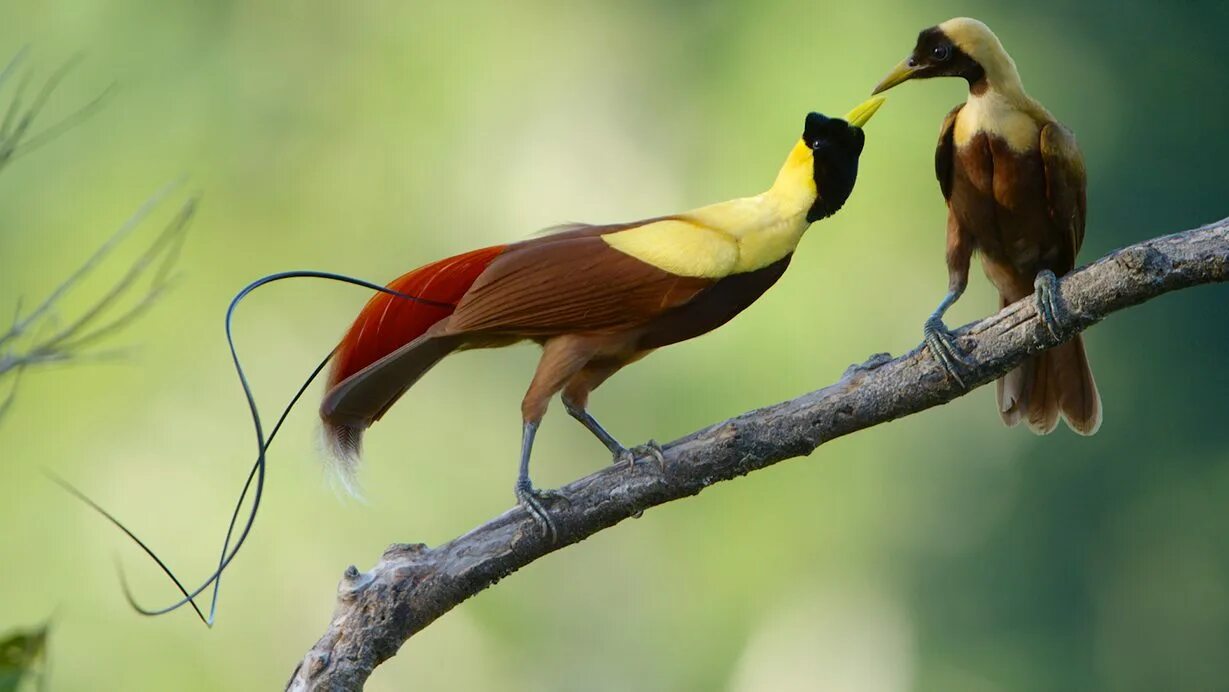 Райские птицы фото с названиями Female Birds-of-Paradise Go For Complex Males Living Bird All About Birds