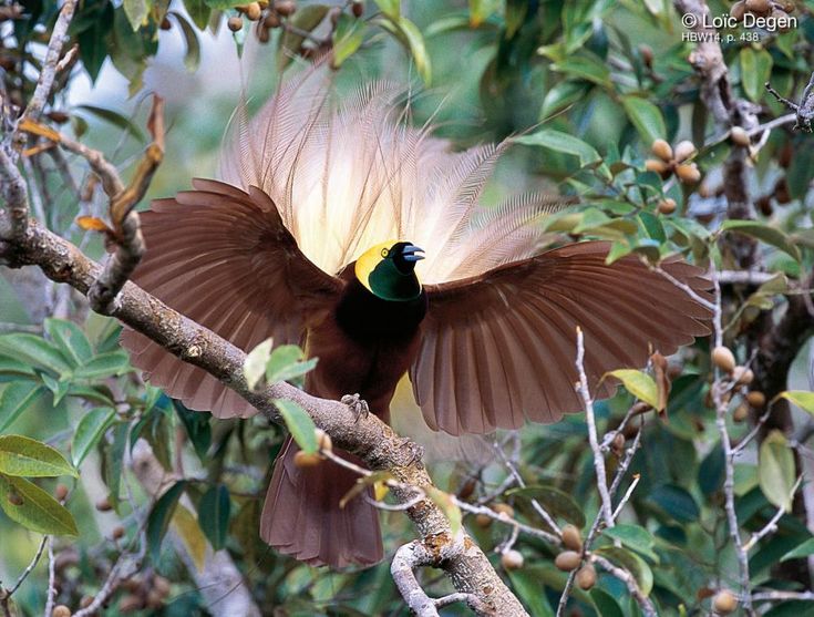 Райские птицы фото с названиями Greater Bird-of-paradise (Paradisaea apoda) An adult male displaying on a branch