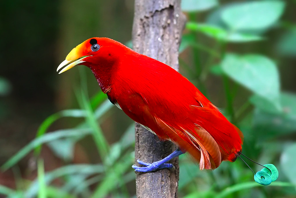 Райские птицы фото с названиями King Bird-of-paradise Animals Wiki Fandom