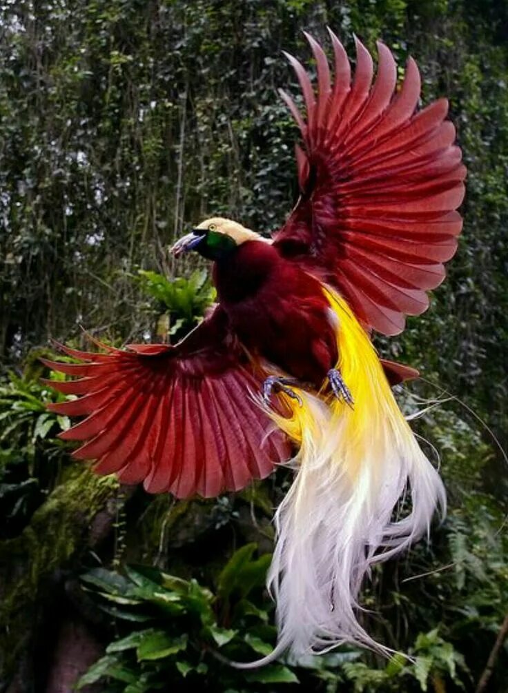 Райские птицы фото с названиями Pin by Роман Корольков on Птицы Greater bird of paradise, Birds of paradise, Bir