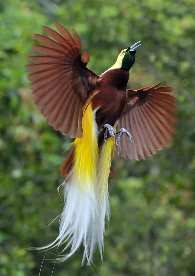 Райские птицы фото с названиями Greater Bird-of-paradise (Paradisaea apoda) Большая райская птица Greater bird o