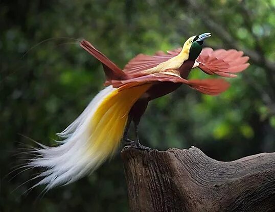 Райские птицы фото с названиями Picture of a lesser bird of paradise (paradisaea minor) Les oiseaux du monde, Oi