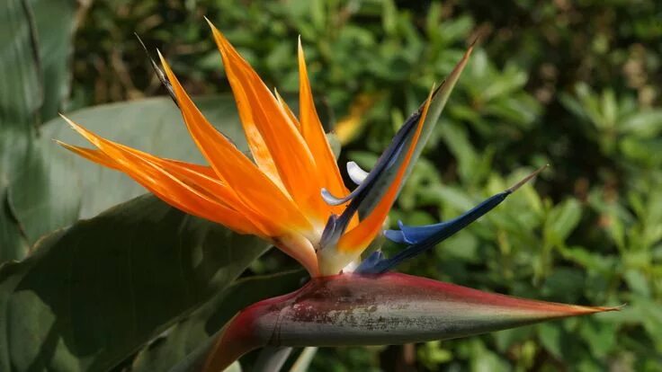 Райские цветы как выглядят Bird Of Paradise Flower - High Definition Wallpaper Birds of paradise flower, Bi