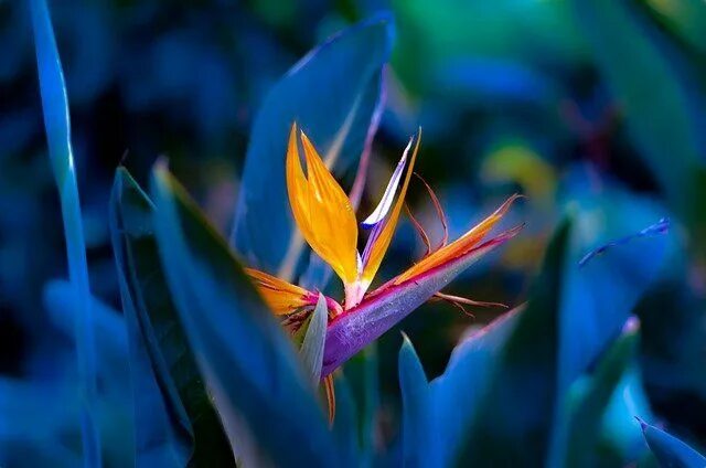 Райские цветы как выглядят Bird Of Paradise Flower Plant - Free photo on Pixabay Birds of paradise flower, 