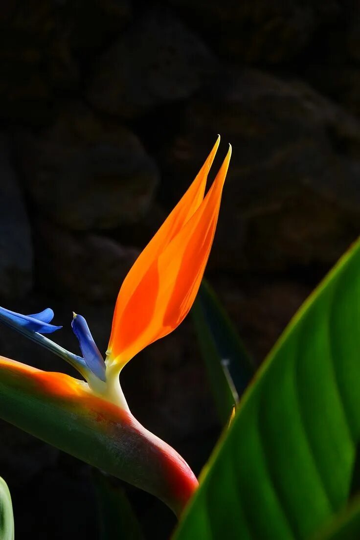 Райские цветы как выглядят Bird Of Paradise Flower - Free photo on Pixabay Birds of paradise, Birds of para