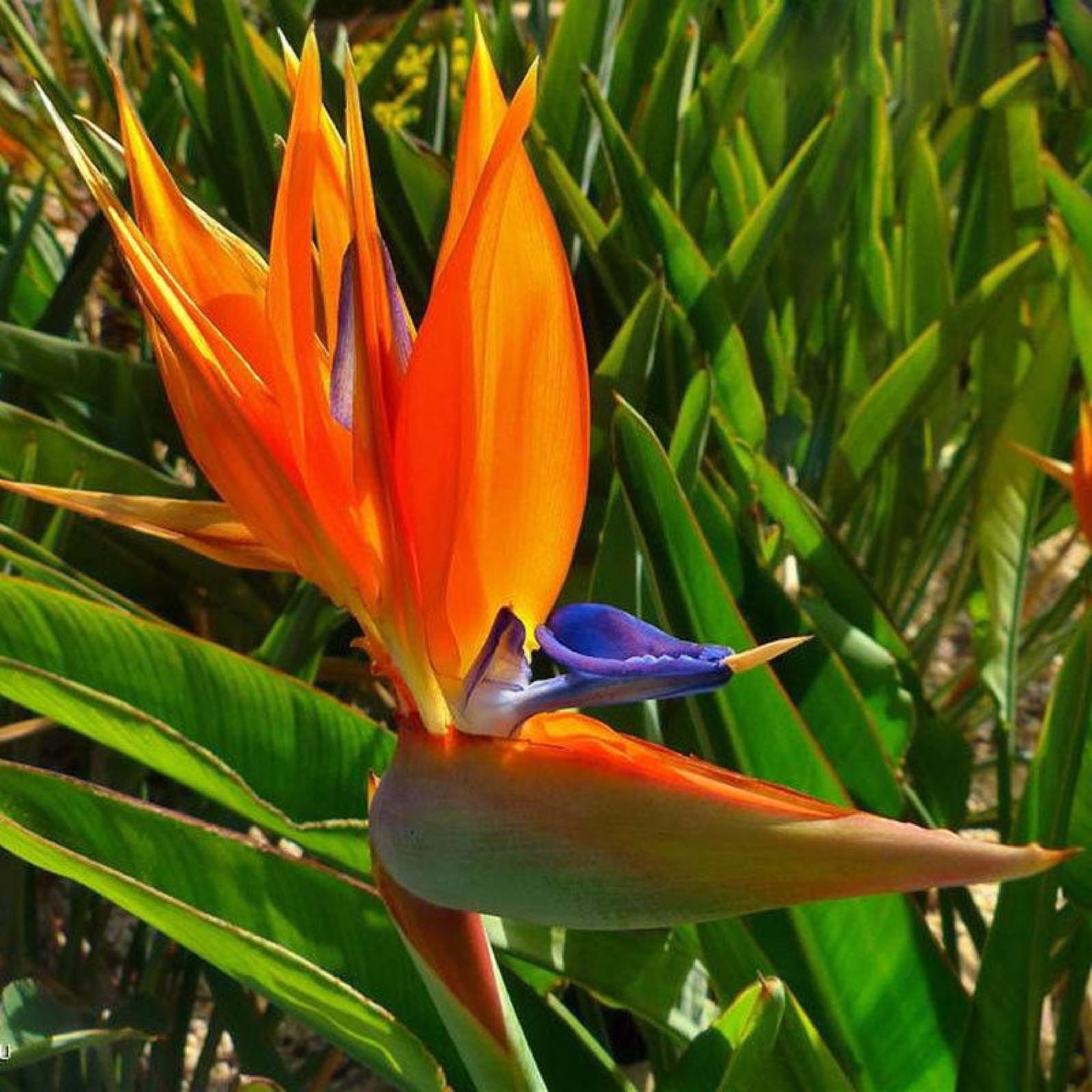 Райские цветы как выглядят Orange Bird of Paradise Strelitzia 5 Pcs Seeds Etsy