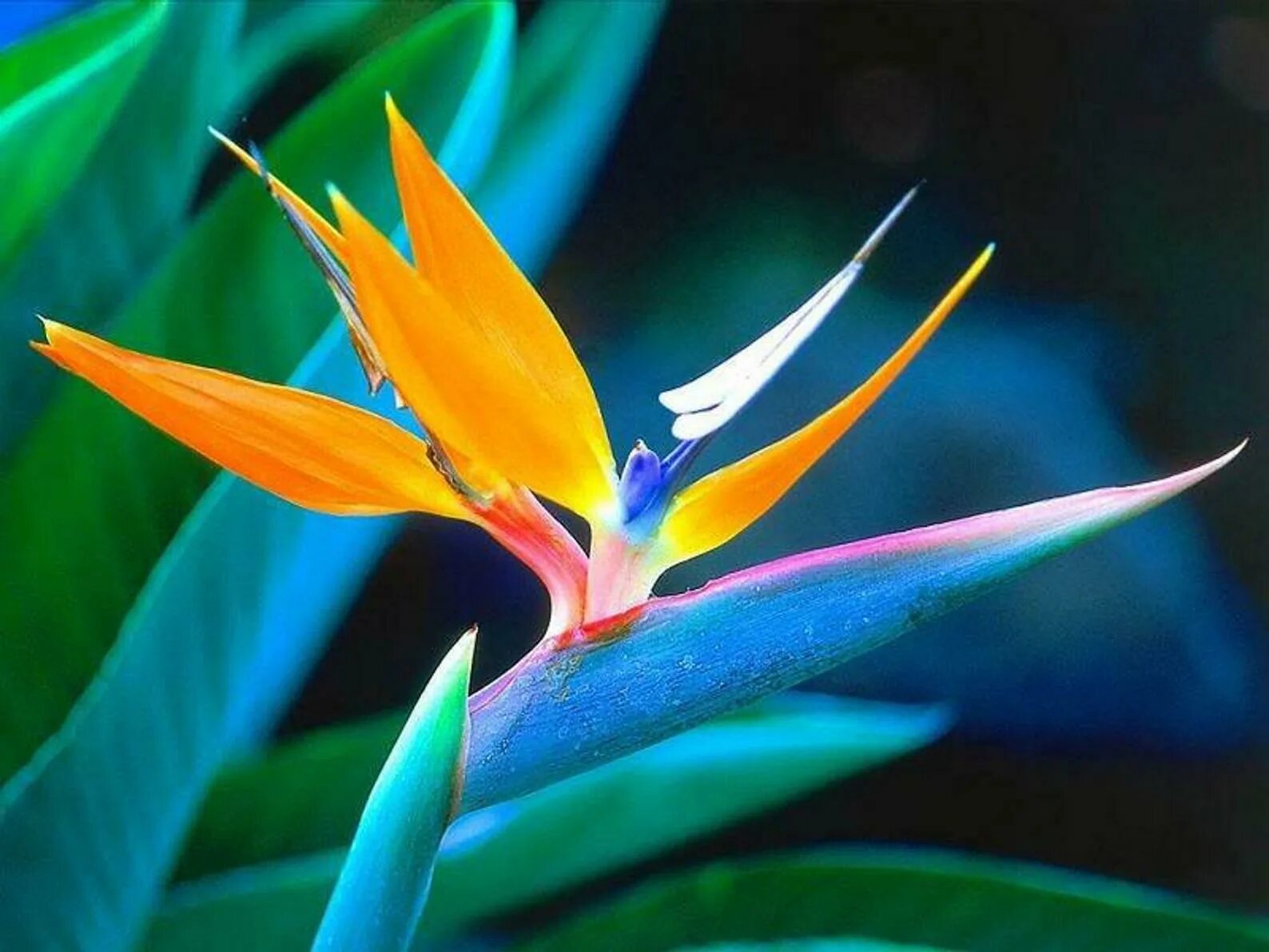 Райские цветы как выглядят Strelitzia reginae - райская оранжевая птица - 10 семян eBay