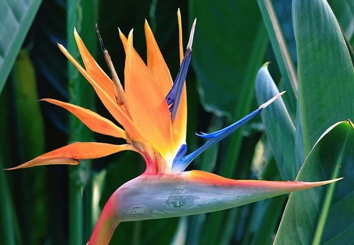 Райские цветы как выглядят Tropical Flowers - Eagle-Link Flowers Paradise plant, Bird of paradise plant, Bi